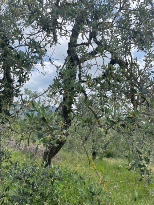 Vai alla scheda: Terreno Agricolo Vendita Vinci